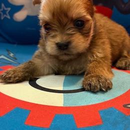 Honey - Gold female Shorkie puppy in Ocala, Florida from Yorkie  And Shih Tzu Love