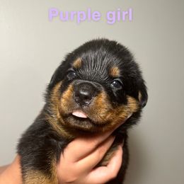 Alice - Rottweiler puppy from Domov Kartelu Rottweilers