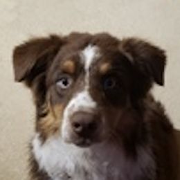 Australian Shepherds from Southern Star Aussies & Doodles