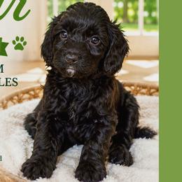 1400.00  Bear: Green Collar - Black male Goldendoodle puppy in Raceland, Louisiana from Cajun Doodles