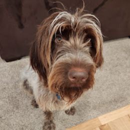 Wirehaired Pointing Griffons from Teton Griffons