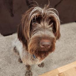 Wirehaired Pointing Griffons from Teton Griffons
