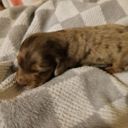 Miles - Dapple male Dachshund puppy in Stillwater, Oklahoma from Shade Tree Dachshunds