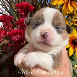Manicotti - Blue male Pembroke Welsh Corgi puppy in White Hall, Maryland from Folly Acres Corgis