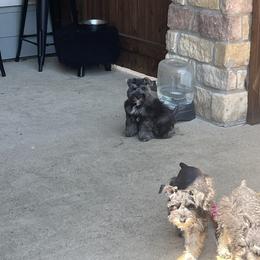 Miniature Schnauzer Puppies from Sugarbaby Kennel