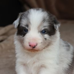 Keon - Brown Collar - AKC - Slate merle male Border Collie puppy in Courtland, Alabama from C Bar C Ranch Border Collies