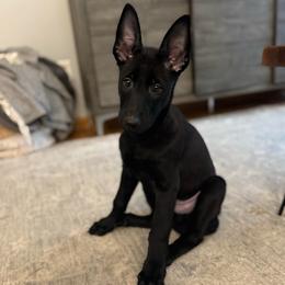 Dark Blue Collar - Black male Belgian Malinois puppy in Muskegon, Michigan from Red Acres Working Line K9s