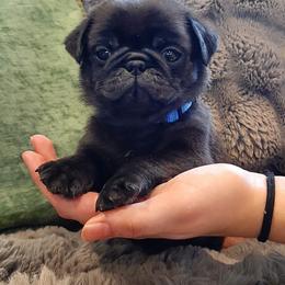 Black male 4 - Black male Pug puppy in Saint Helens, Oregon from Ebert Golden Retrievers & Pugs