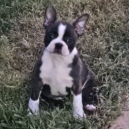 Girl 3 - Blue female Boston Terrier puppy in Sulphur Springs, Texas from B&B Bostons