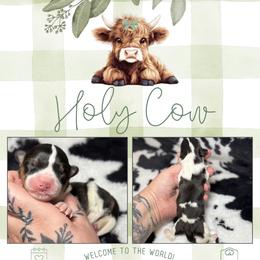 Galloway - Black and white female American Corgi puppy in Greenwood, Indiana from Witch Creek Corgis