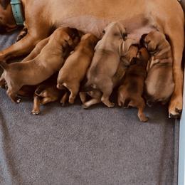 Reservation A - Red female Boerboel puppy in Pennsylvania from Cold River Boerboels