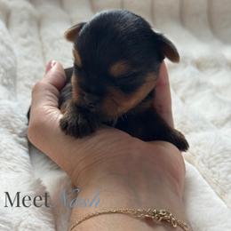 Nash - Black and tan male Yorkshire Terrier puppy in Georgia from Yorkie Manor Country Club