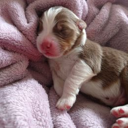 Australian Shepherd Puppies from Sakari Australian Shepherds