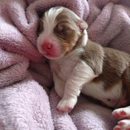 Australian Shepherd Puppies from Sakari Australian Shepherds