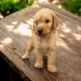 Henry - Apricot male Goldendoodle puppy in Macclenny, Florida from Baker County Goldendoodles