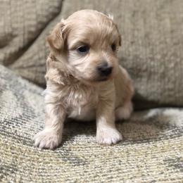 Mr. Red Collar - Cream male Maltipoo puppy in Springtown, Texas from North Texas Puppies