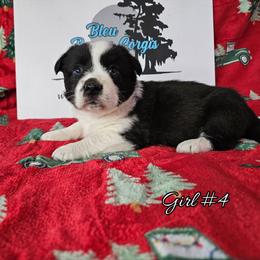 Girl 4 - Black and white female Cardigan Welsh Corgi puppy in Natchitoches. La, Louisiana from Bleu Bayou Corgis