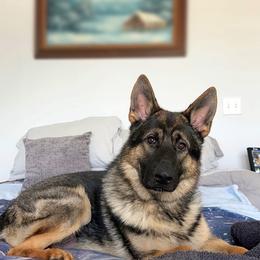 German Shepherd puppies from Vom Rindahaus Shepherds