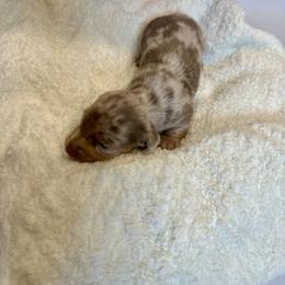 Mr. Chocolate - Chocolate and tan male Dachshund puppy in Nederland, Texas from M & M Pups