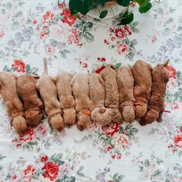 Goldendoodle Puppies from First Coast Goldendoodles