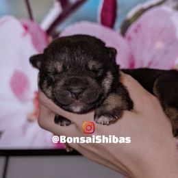 SATO - Black and tan male Shiba Inu puppy in Minnesota from BonsaiShibas
