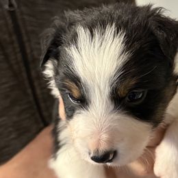 Border Collies from Angela's Border Collies
