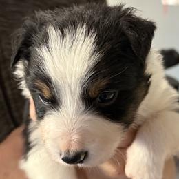 Border Collies from Angela's Border Collies