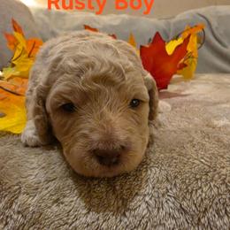 Rusty - Apricot male Goldendoodle puppy in Orange Park, Florida from Evergrace Farm Doodles