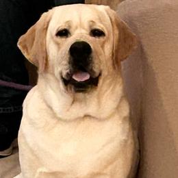 ÇH Lucky - Labrador Retriever