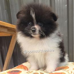 Balin - Black parti male Pomeranian puppy in Boca Raton, Florida from Poms of The Shire