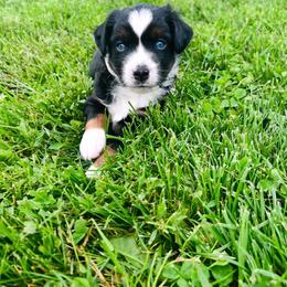 Lane - Black tri male Miniature Australian Shepherd puppy in Marion, Michigan from Highland Hills Mini Aussies
