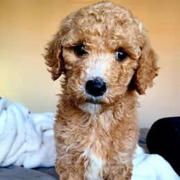 Cavapoos, Cockapoos, Goldendoodles, and Poodles from Jolidoodles