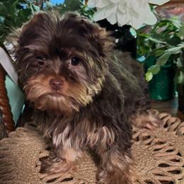Female 2 - Chocolate and tan female Yorkshire Terrier puppy in Lafayette, Georgia from Berggipfel Yorkies