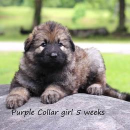 2nd Pick female - Sable female German Shepherd puppy in Elkmont, Alabama from Oakmont Shepherds