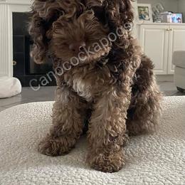 Cockapoo Puppies from Cano Cockapoos