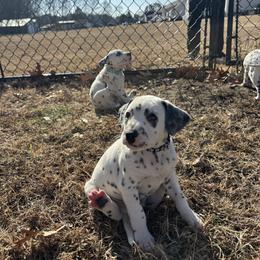 Black collar boy(LUA) - White and black male Dalmatian puppy in Wilson, North Carolina from New Horizonz Dalmatians