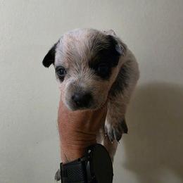 Sidra - Blue female Australian Cattle Dog puppy in Canton, Pennsylvania from DNB Heelers