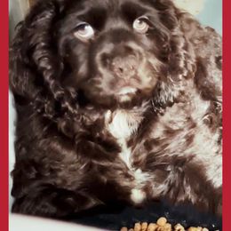 Cocker Spaniel Puppies from Angelic Cocker’s