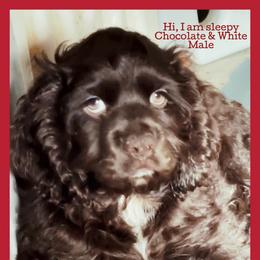 Cocker Spaniel Puppies from Angelic Cocker’s