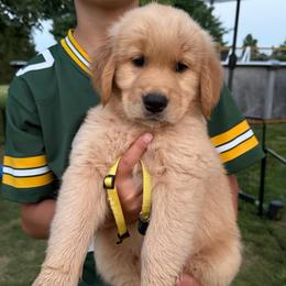 Yellow girl - Golden female Golden Retriever puppy in Macy, Indiana from Macy Golden Meadows