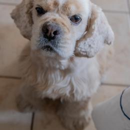 Cocker Spaniel All Grown Up from Once Upon a Time Cockers
