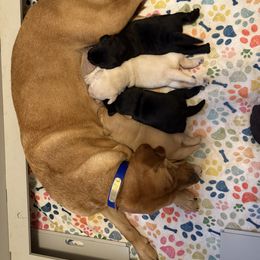 Bluebell or BB - Labrador Retriever