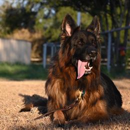 Maximus - Black and red male German Shepherd puppy in Azle, Texas from Nuckols-Alsup Canines German Shepherds