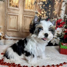 AKC  Katie  4300 - Black tan and white female Biewer Terrier puppy in Nicholls, Georgia from Southeast Biewers