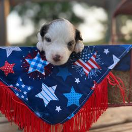 Liberty - Blue merle female Miniature Australian Shepherd puppy in Doddridge, Arkansas from Huddleston Farm