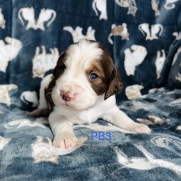 PB3 - Red and white male English Springer Spaniel puppy in Britton, South Dakota from K&S Canines