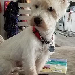 West Highland White Terriers from Snowy Mountain West Highland White Terriers