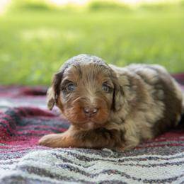 Hiccup - Red merle male Aussiedoodle puppy in Mountain Home, Arkansas from Amos and Oak Doodles