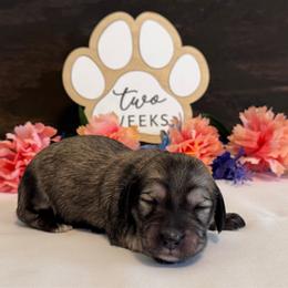 Coral - Cream female Dachshund puppy in Dothan, Alabama from Little House Pups