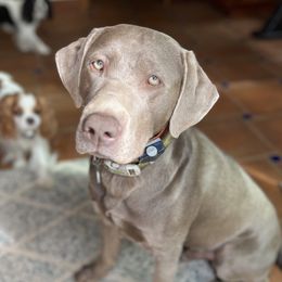 Nox - Labrador Retriever